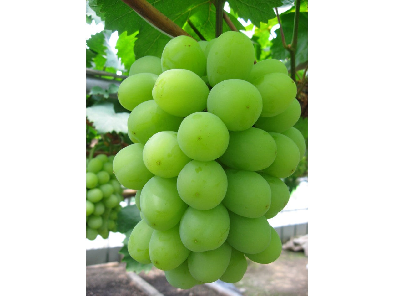 PP_91a669e4-67ee-4700-b426-