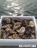 加熱用　厳選若牡蠣　殻付き　Lサイズ