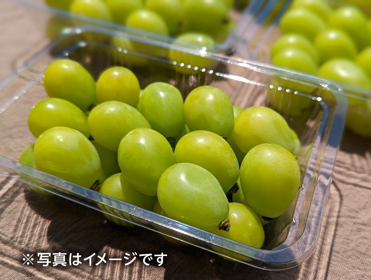 5明日発送盆前セール！クール便込み○贈答用シャインマスカット　５ｋｇ以上入 楽天市場】8月発送限定SALE【 あす楽 即日発送 届日指定OK