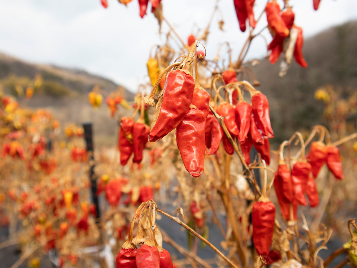 山口農園】《辛い物好き必見！》おかやま玉野 激辛地獄唐辛子（1本15g