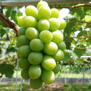 シャインマスカット（270ｇ×4パック）【予約注文：2025年8月下旬ごろ～順次発送予定／販売期間：～9月中旬ごろを予定】※クール便