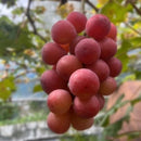 月見農園 赤葡萄（粒売り・18粒入り）【予約注文：2023年10月～順次発送】