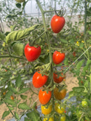 季節のとれたてミニトマトセット　※クール便【販売期間：～6月末ごろまで ※売り切れ次第終了】