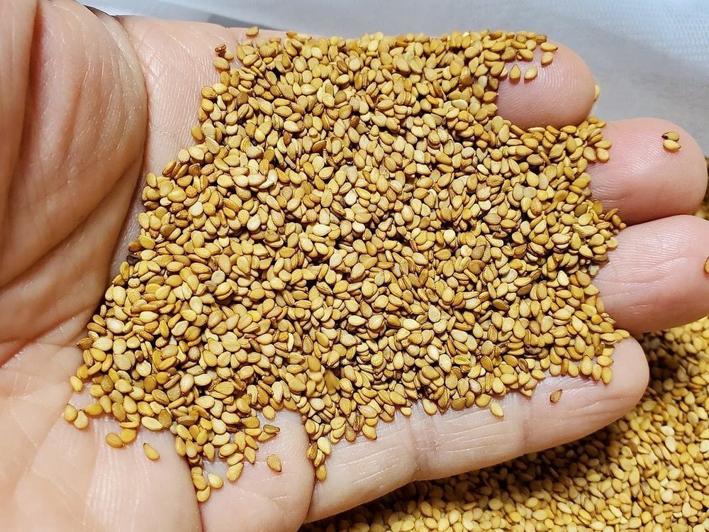 畑のごちそう】 金ゴマ 90g（洗いごま、生）_おかチョク