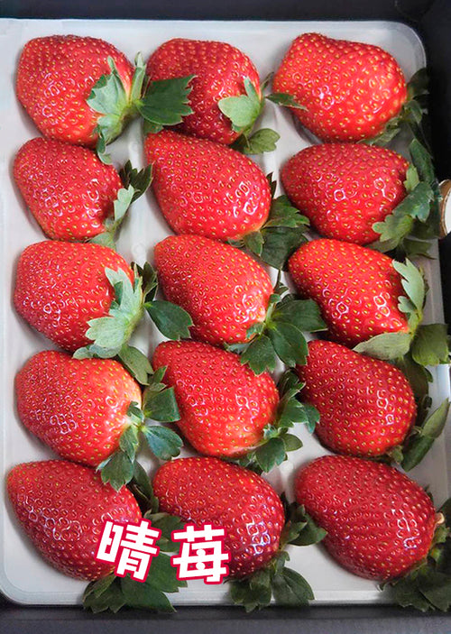 岡モータース　いちご おまちかねのいちごの旬！いちご狩り特集／真岡市公式ホームページ