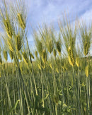 里山育ちの香ばし麦茶 3袋セット（1袋14包入り）