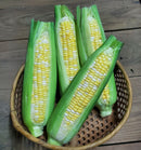 スイートコーン　ドルチェドリーム