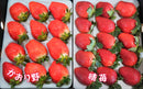 かおり野　晴苺　いちごギフト