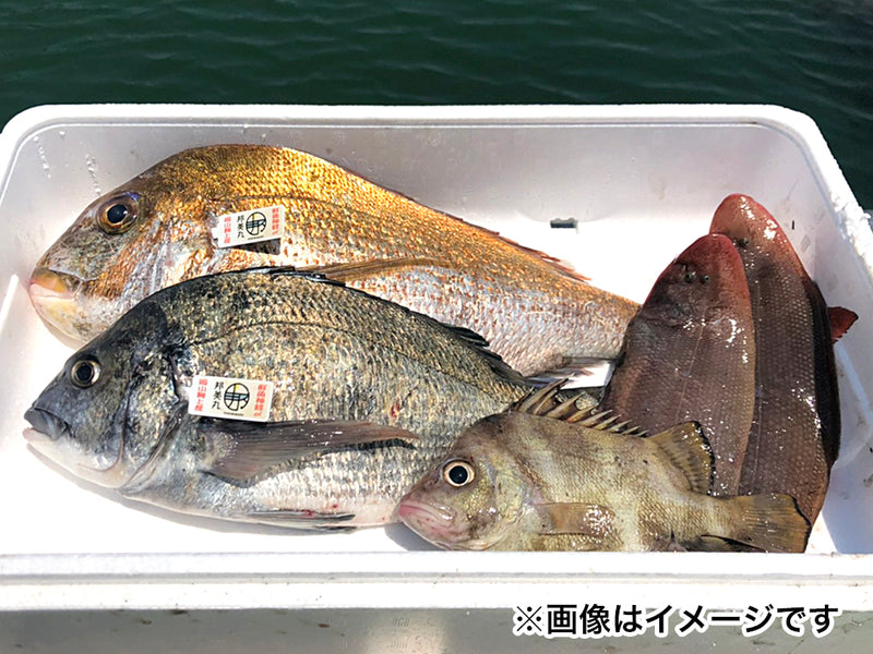 岡山県産　鮮魚ボックス　2～4種