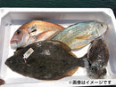 岡山県産　鮮魚ボックス　2～4種