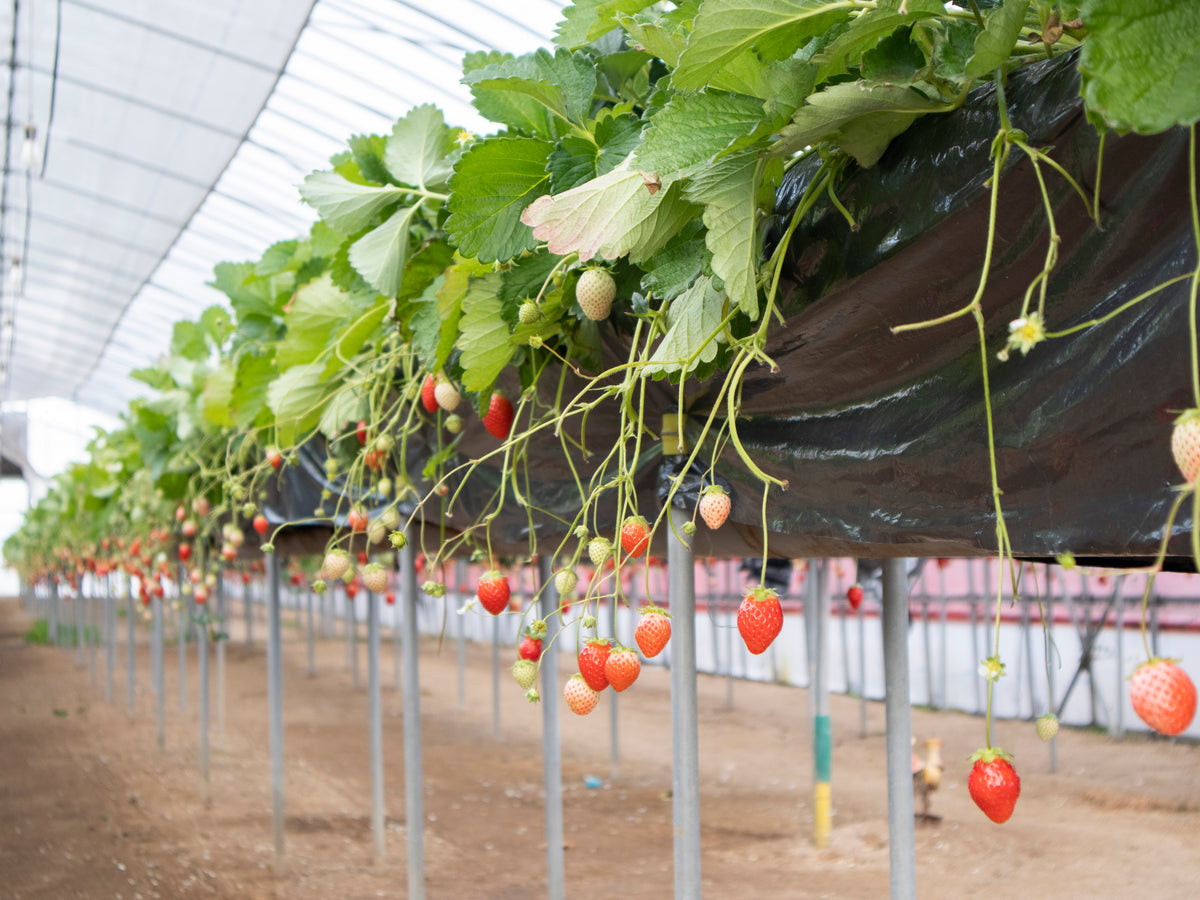 岡いちご園】《かおり野》いちごギフトセット(2パック入り) 【予約注文