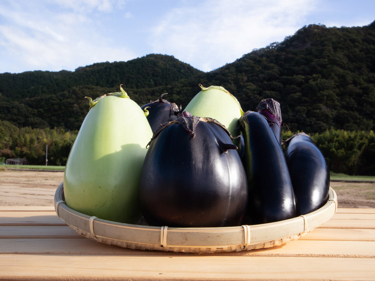 IMG_2834_1200x.jpg?v=1662956801