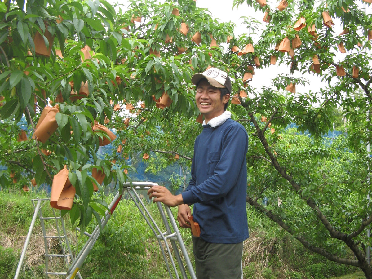 下村もも園】ご家庭用「受賞」白桃（清水白桃／おかやま夢白桃／白麗の