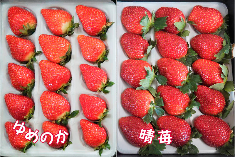 【ゆめのか・晴苺】いちごギフトセット(2パック入り) ※クール便