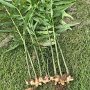 新しょうが（1㎏）