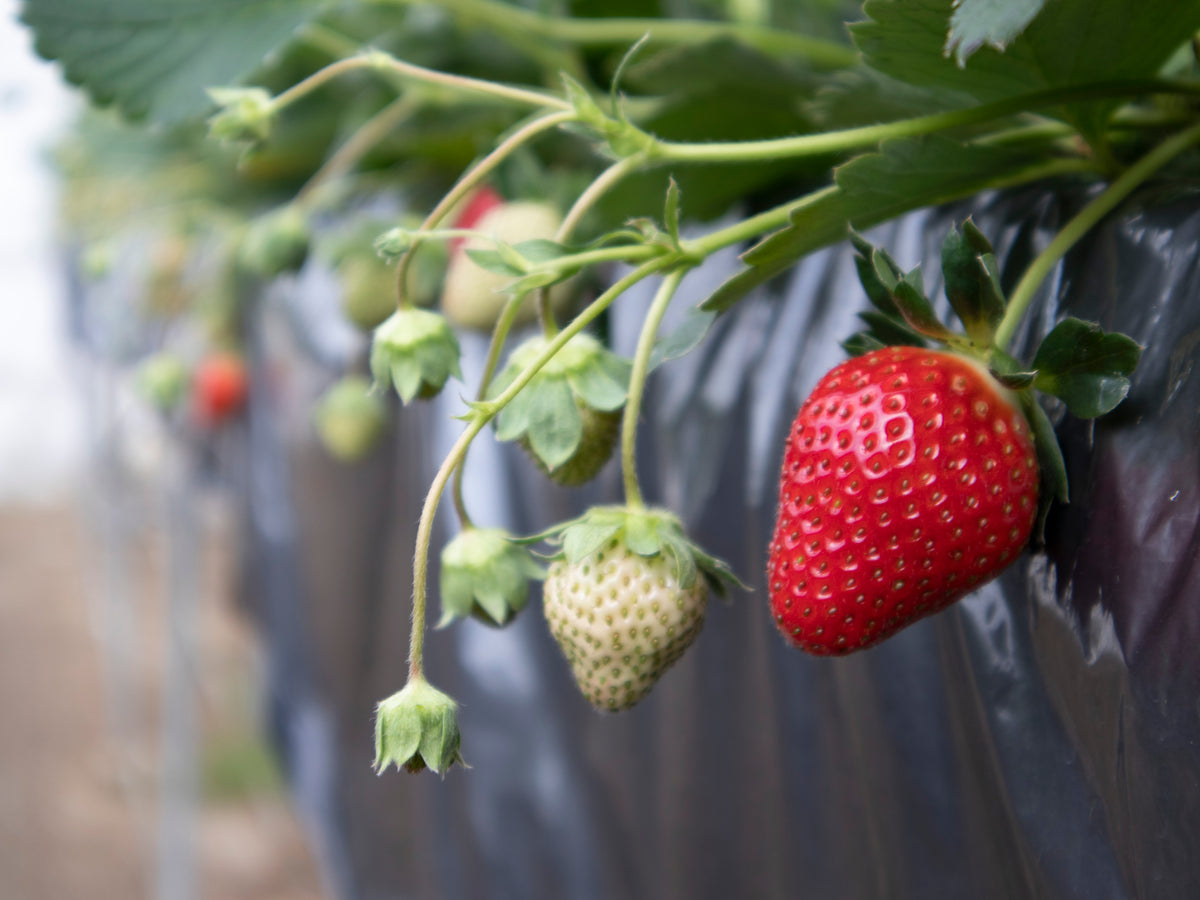 岡いちご園】《かおり野・晴苺》いちごギフトセット(2パック入り