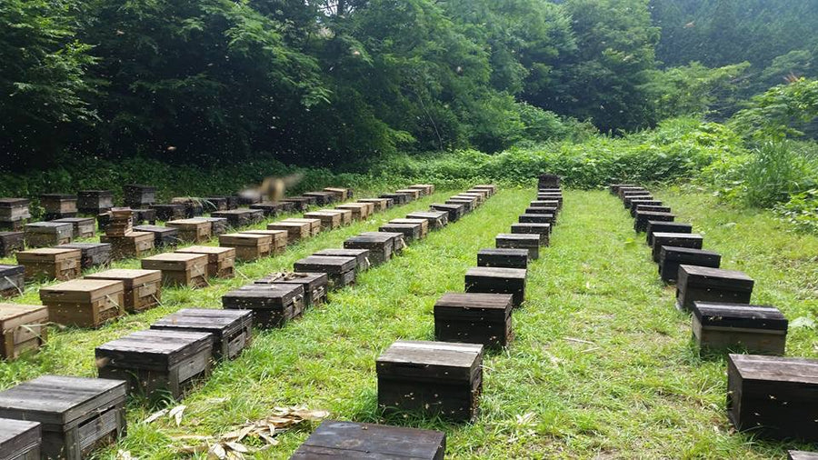 みかんの花から採れた柑橘香るみかん蜂蜜600g～｜西村養蜂場